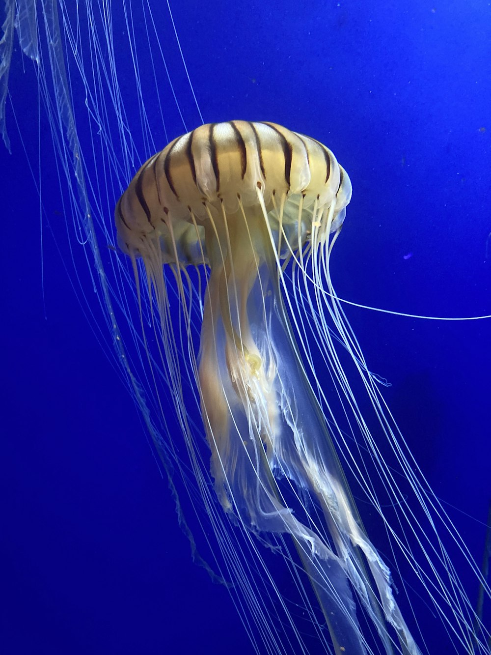 a large jellyfish swimming in a blue aquarium