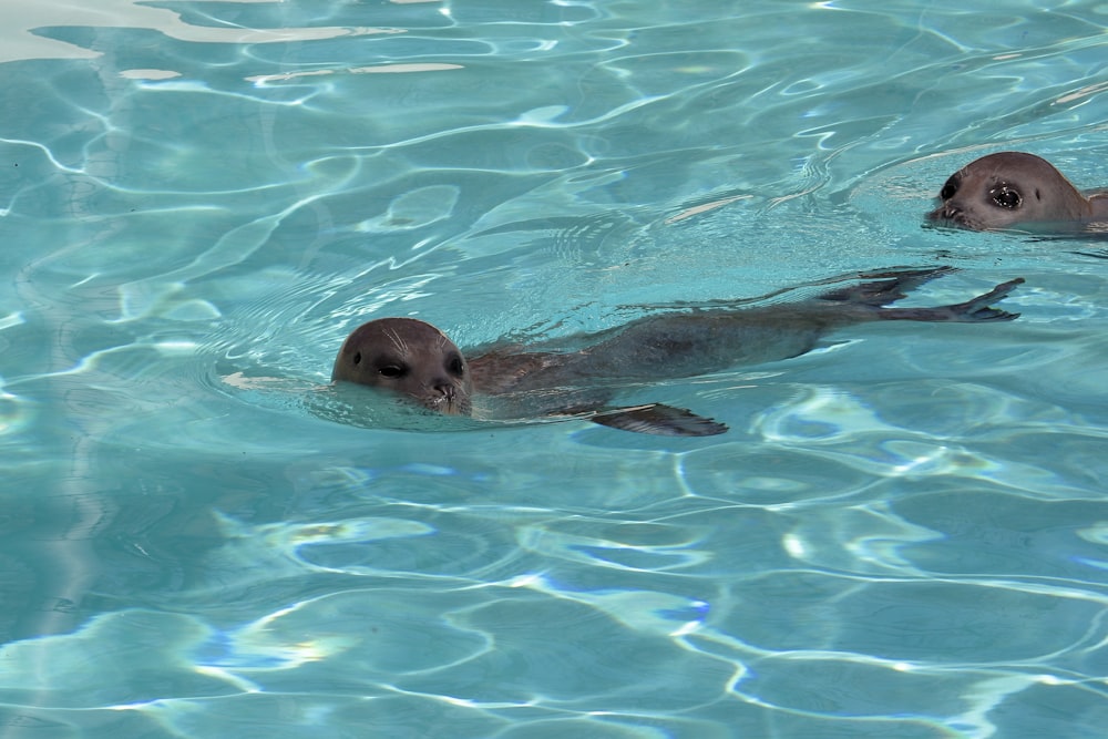 a couple of animals that are in the water