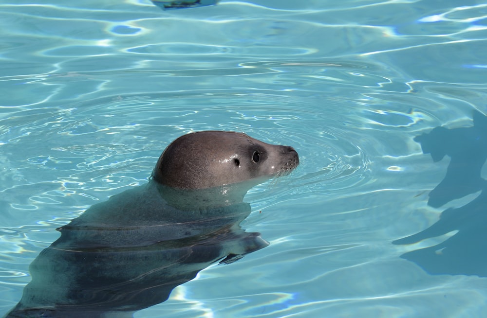 una foca che nuota in una pozza d'acqua