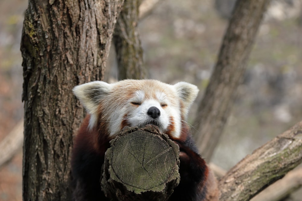 丸太を口にくわえたレッサーパンダ