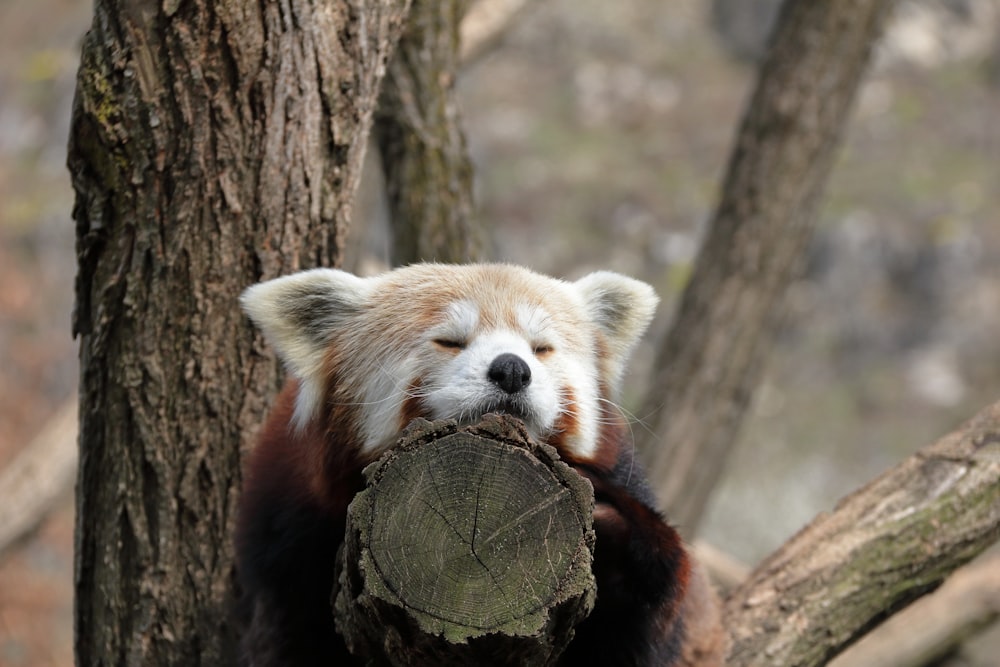 a red panda bear holding a log in its mouth