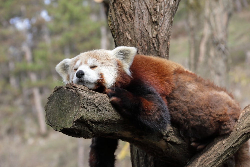a red panda sleeping on a tree branch