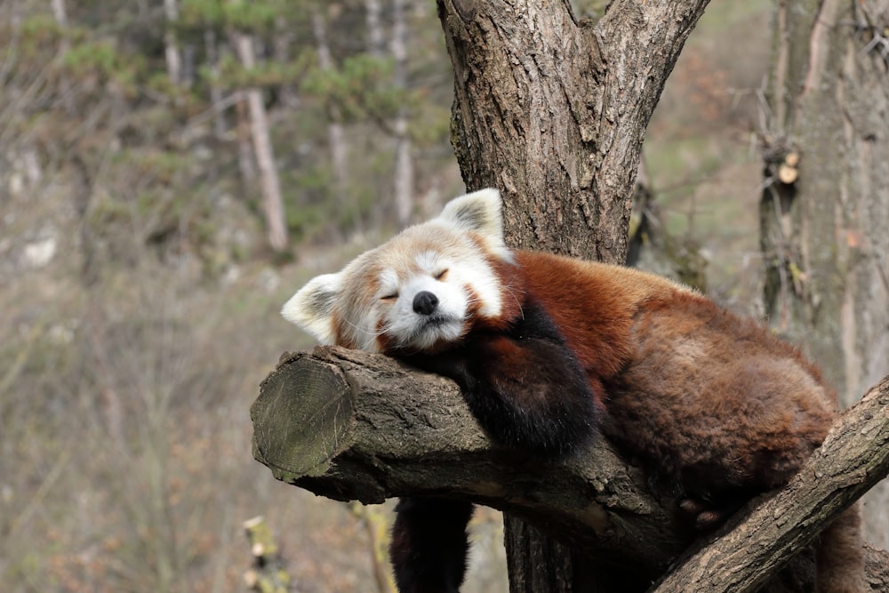 a red panda sleeping on a tree branch