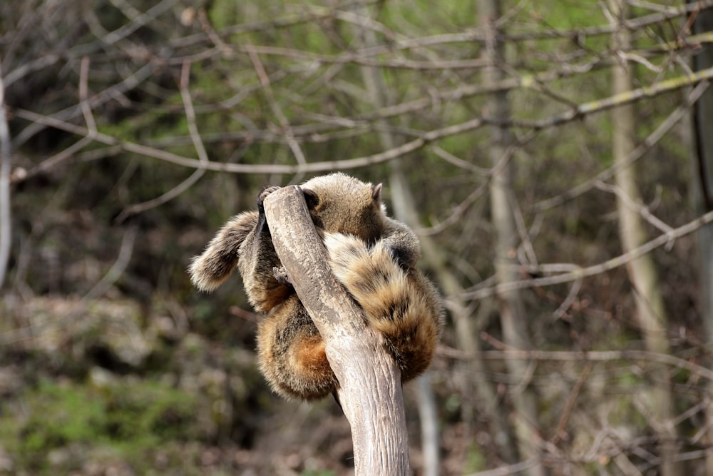 a koala climbing a tree branch in a forest