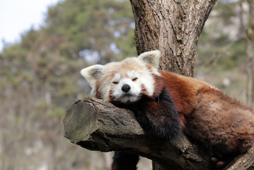 a red panda sleeping on a tree branch