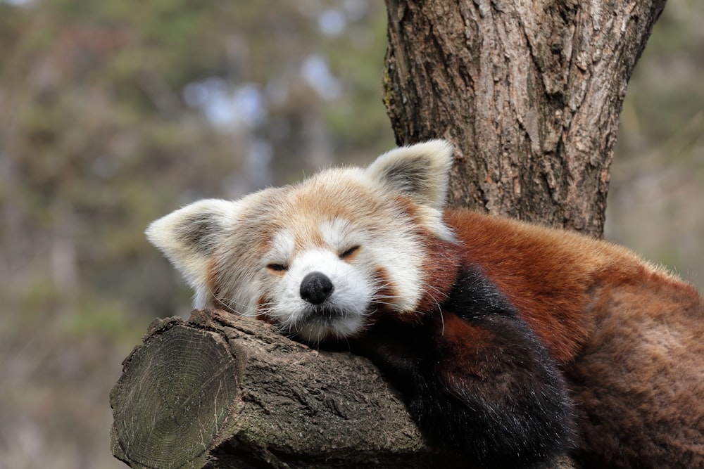 a red panda sleeping on top of a tree