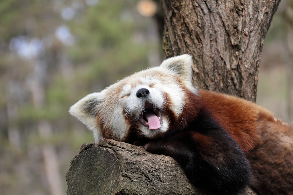 un animale marrone e bianco che giace in cima a un albero