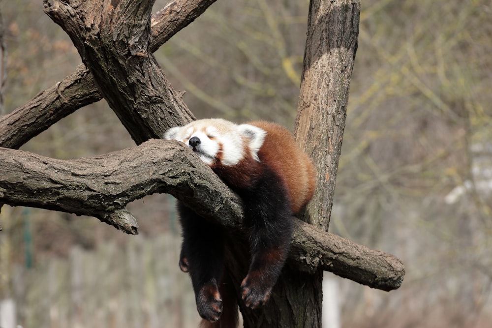 a red panda sleeping on a tree branch