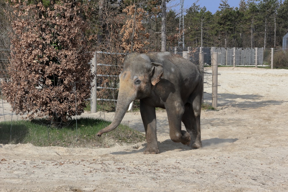 a baby elephant walking around in a fenced in area