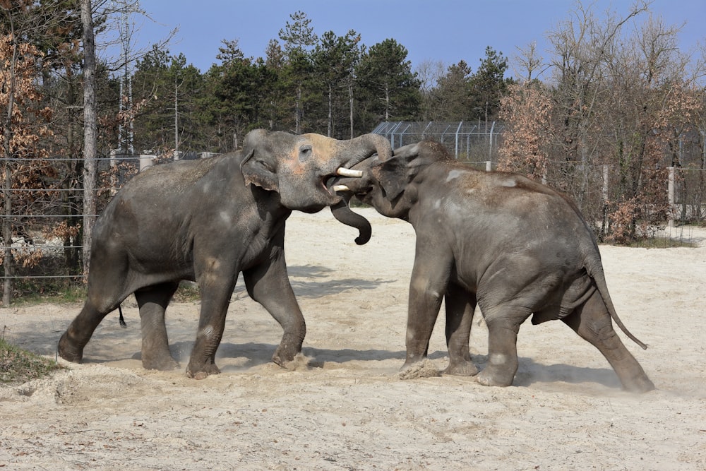 a couple of elephants standing next to each other