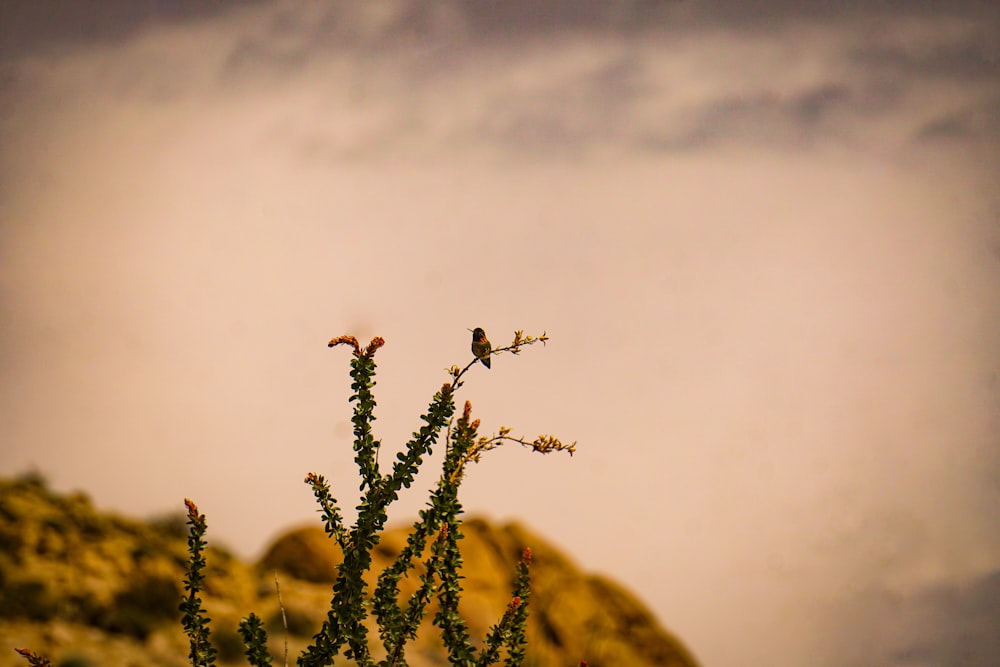 a cactus with a bird sitting on top of it