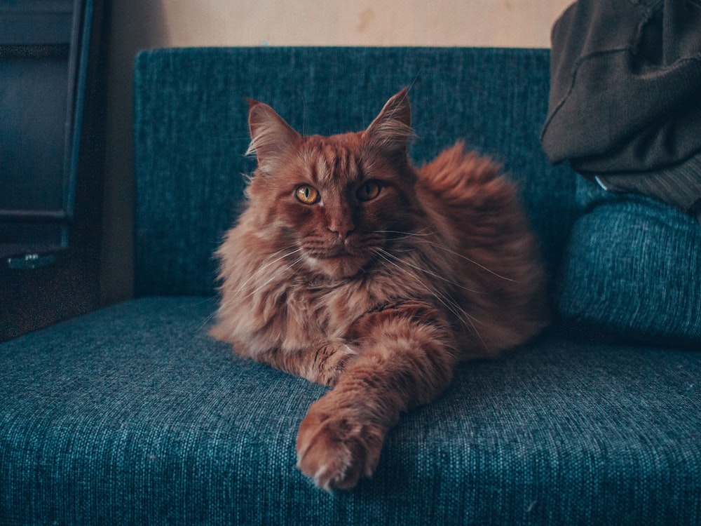 a long haired cat laying on a blue couch