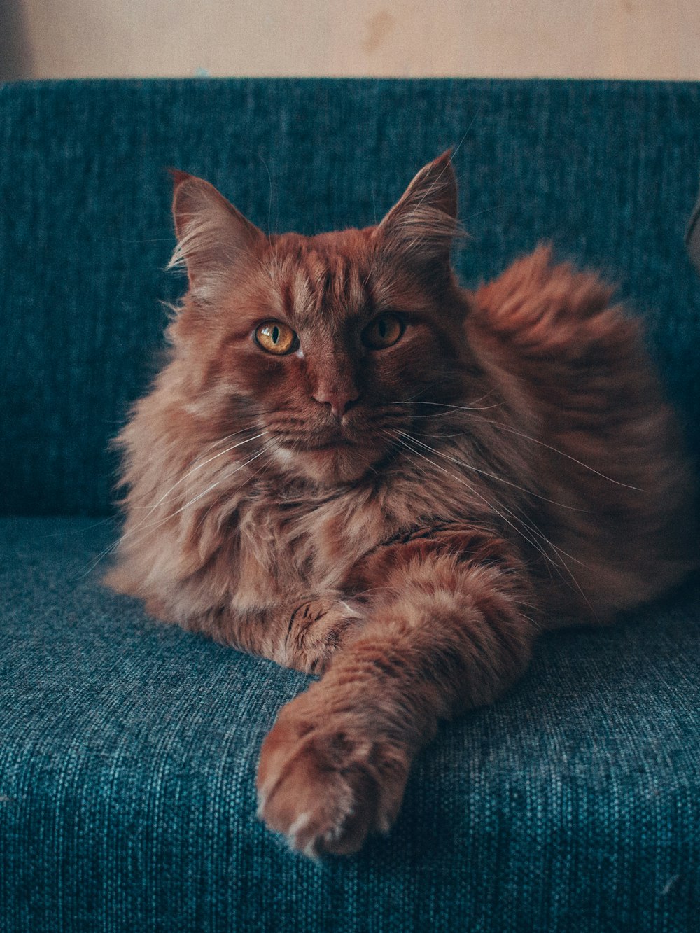 a fluffy cat laying on a blue couch