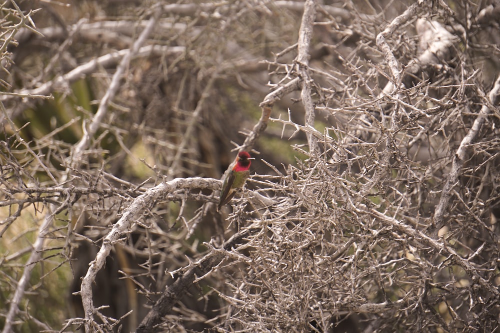 a small red bird perched on a tree branch