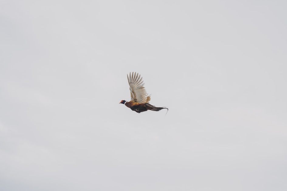 Rooster pheasant flushing from cover in a Kansas winter wheat field