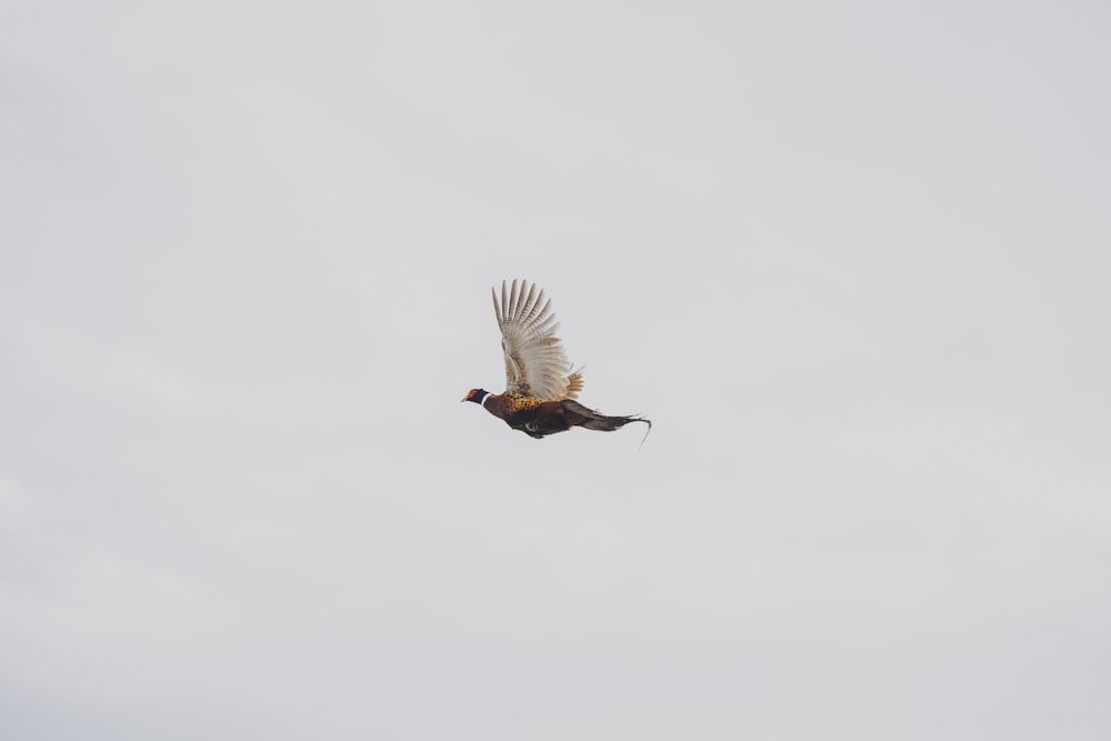 a large bird flying through a cloudy sky