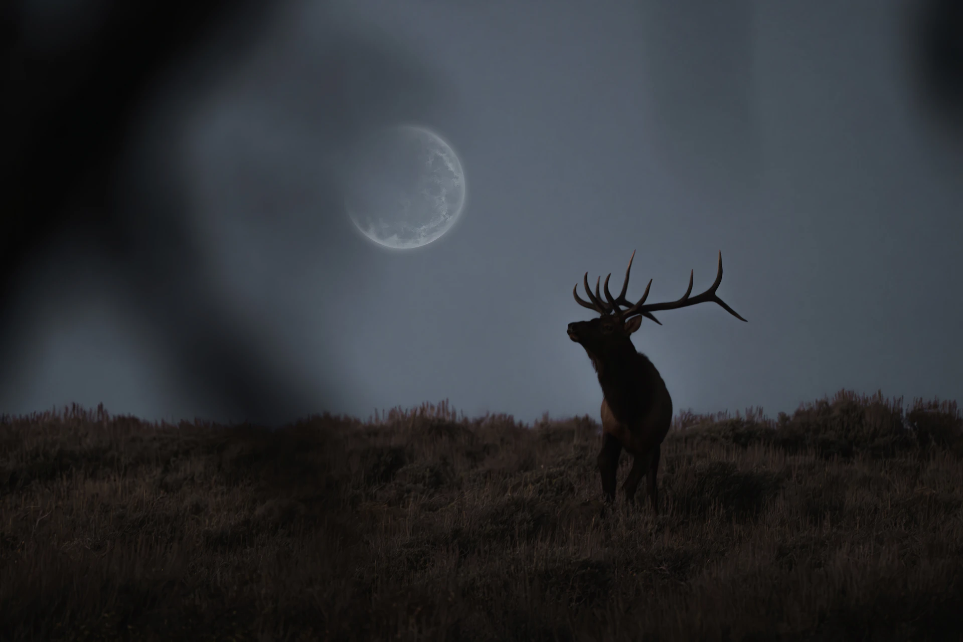 a deer standing on top of a grass covered field
