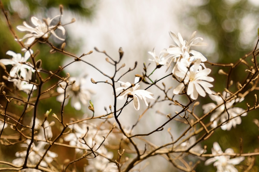 a close up of a tree with white flowers