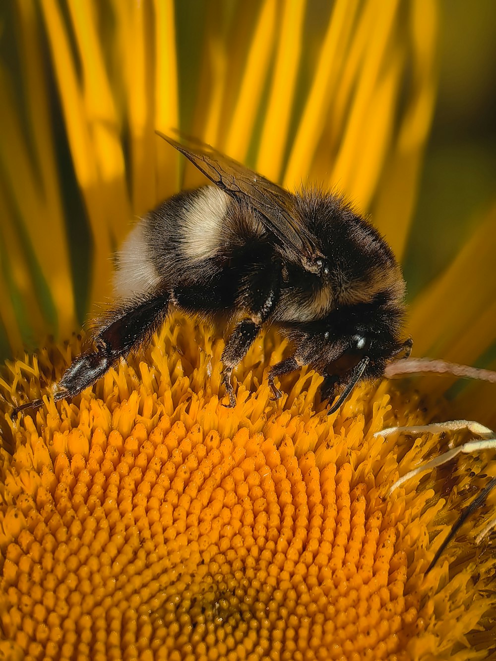 a close up of a bee on a sunflower