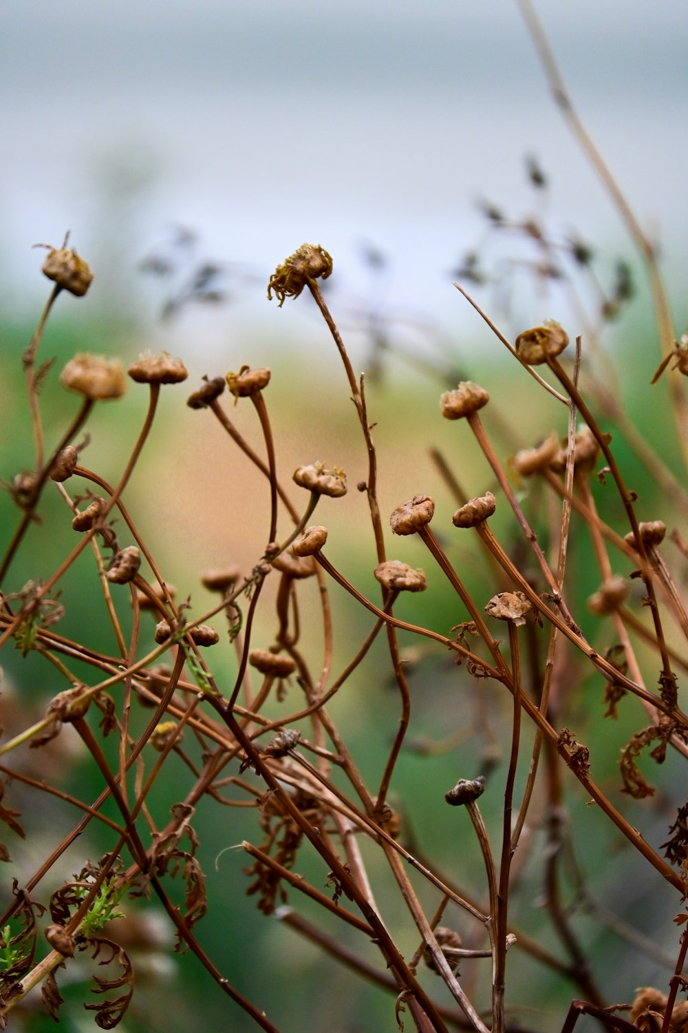 a close up of a plant with small flowers