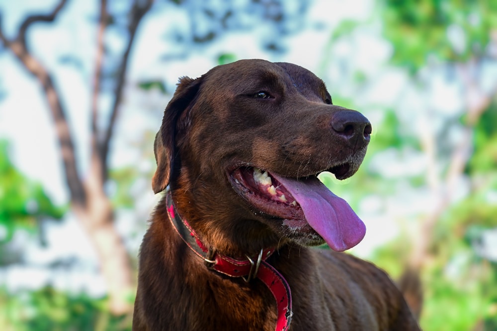 a large brown dog with a pink tongue