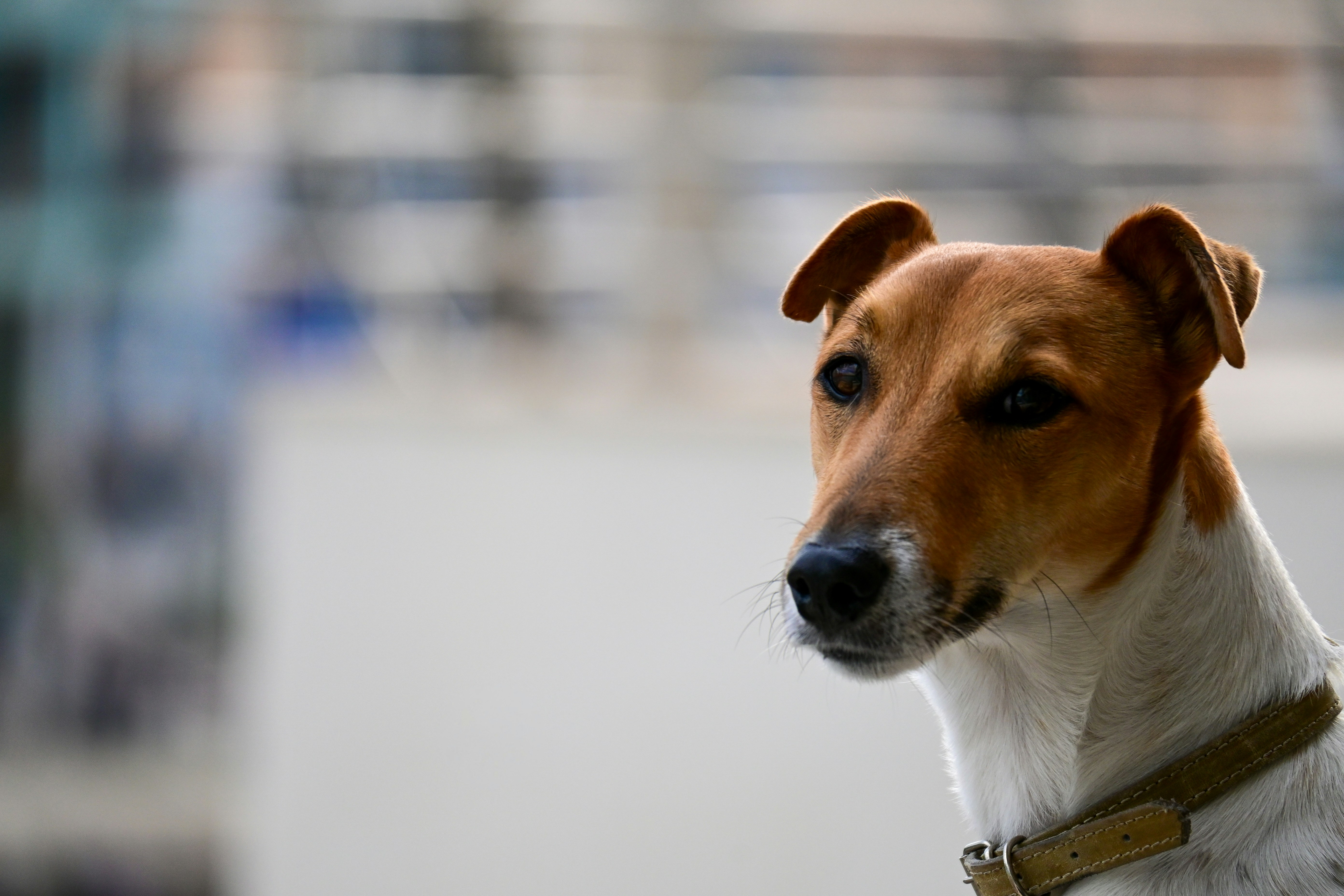 a brown and white dog with a brown collar