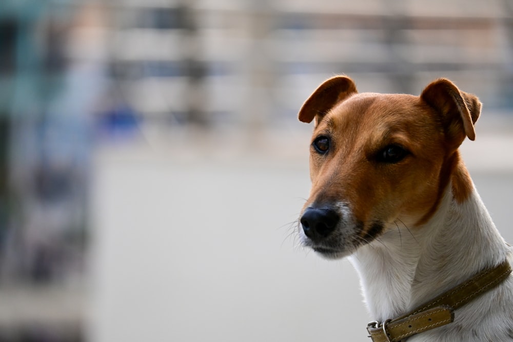 a brown and white dog with a brown collar