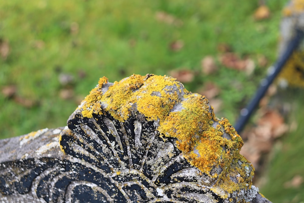 a close up of a rock with moss growing on it