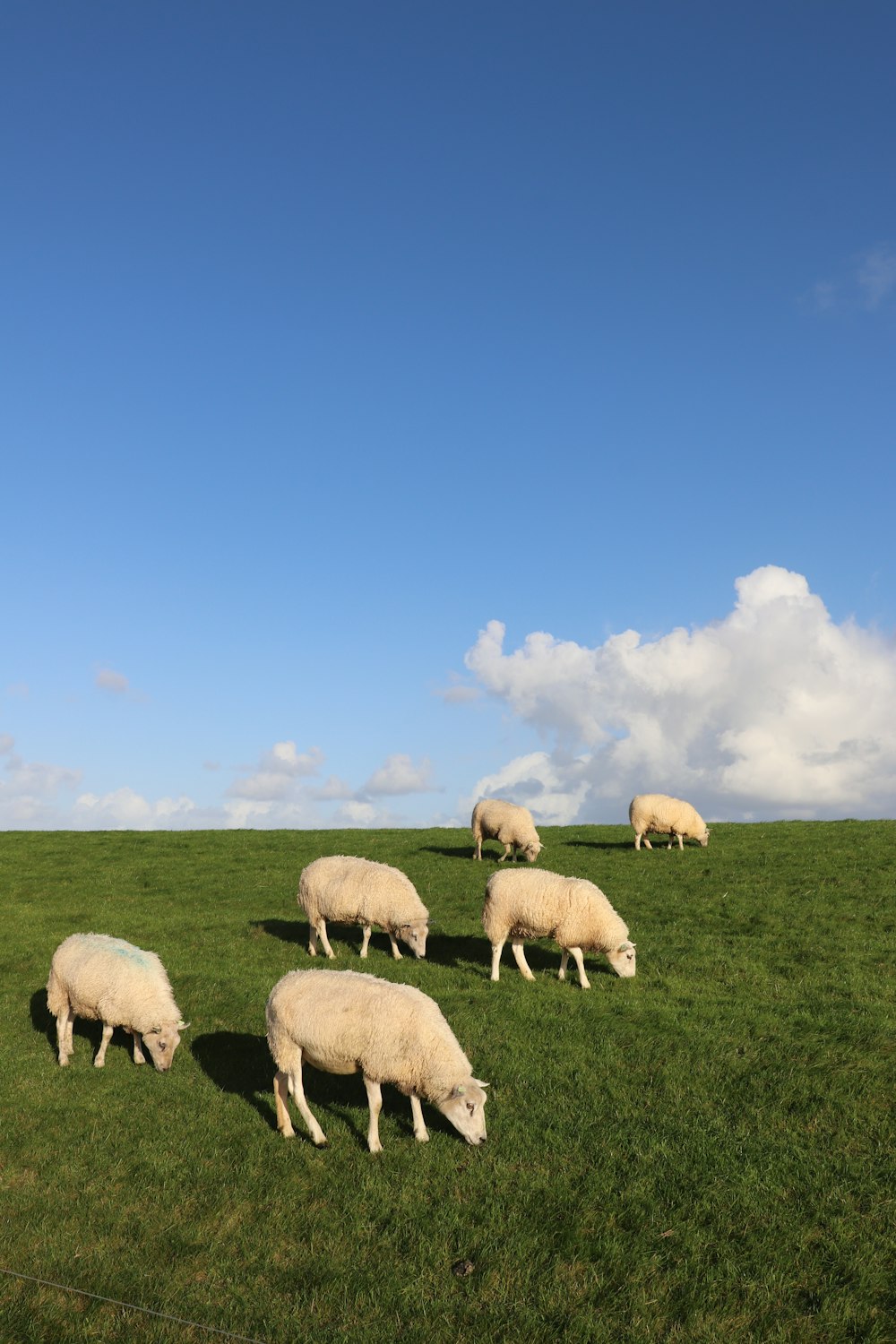 a herd of sheep grazing on a lush green field