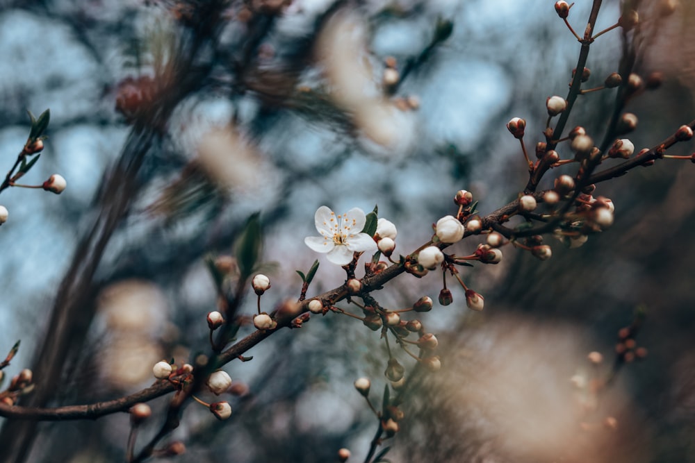 a close up of a flower on a tree branch