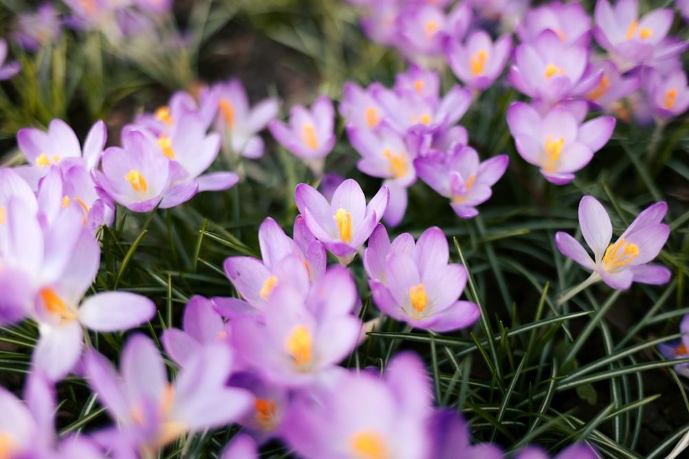 a bunch of purple flowers that are in the grass