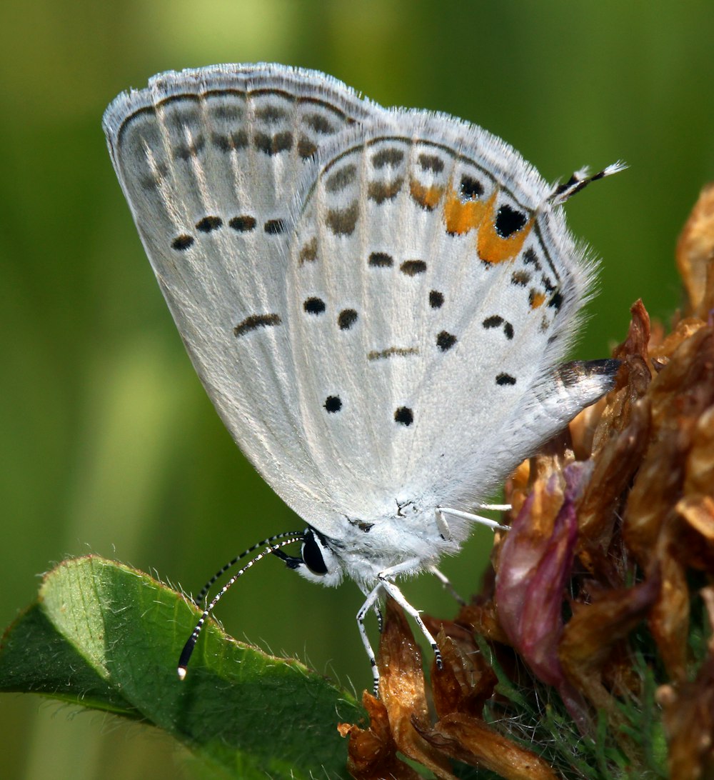 a white butterfly sitting on top of a flower