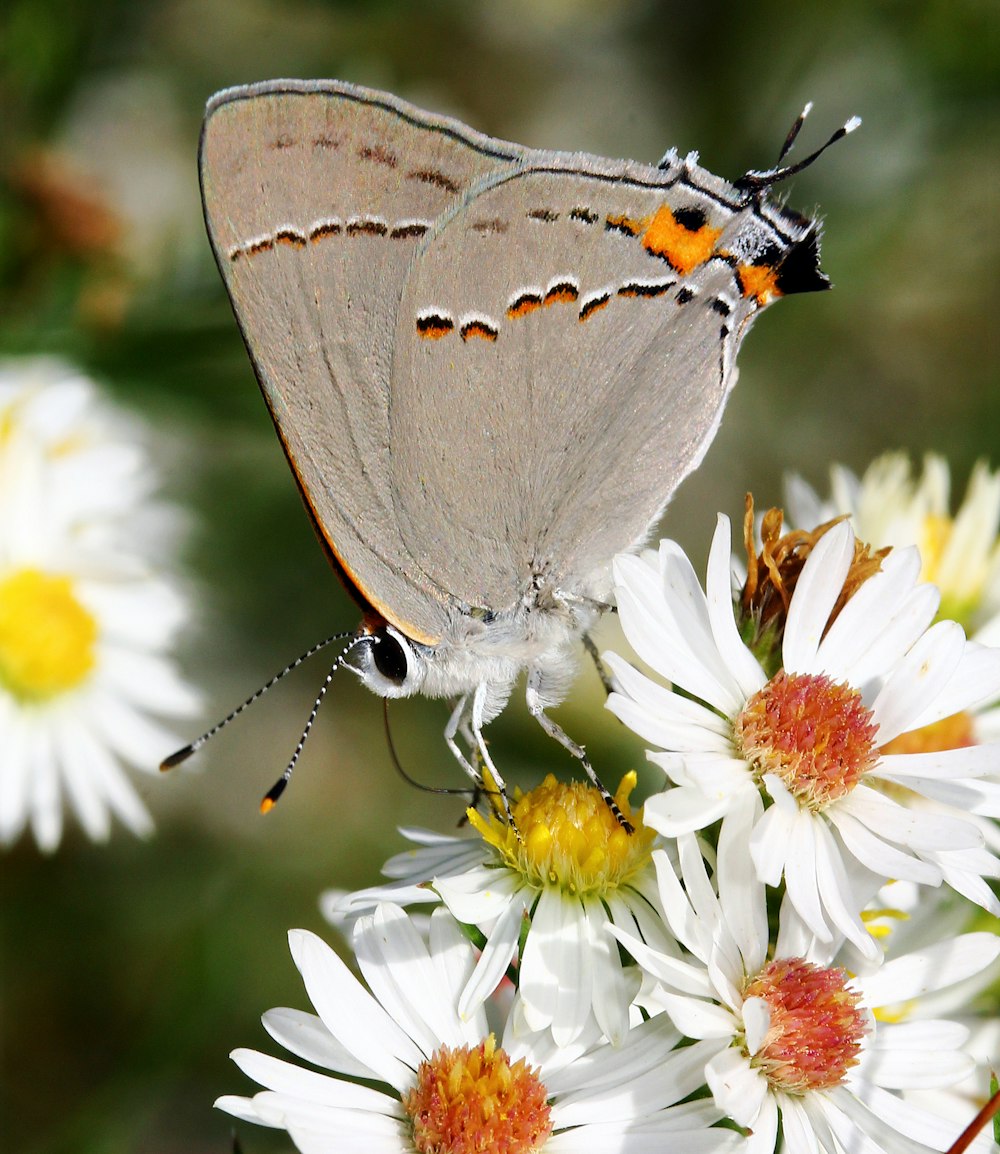 a butterfly sitting on top of a white flower