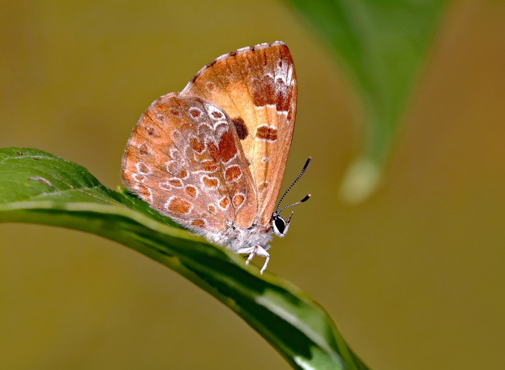 a brown and white butterfly sitting on top of a green leaf