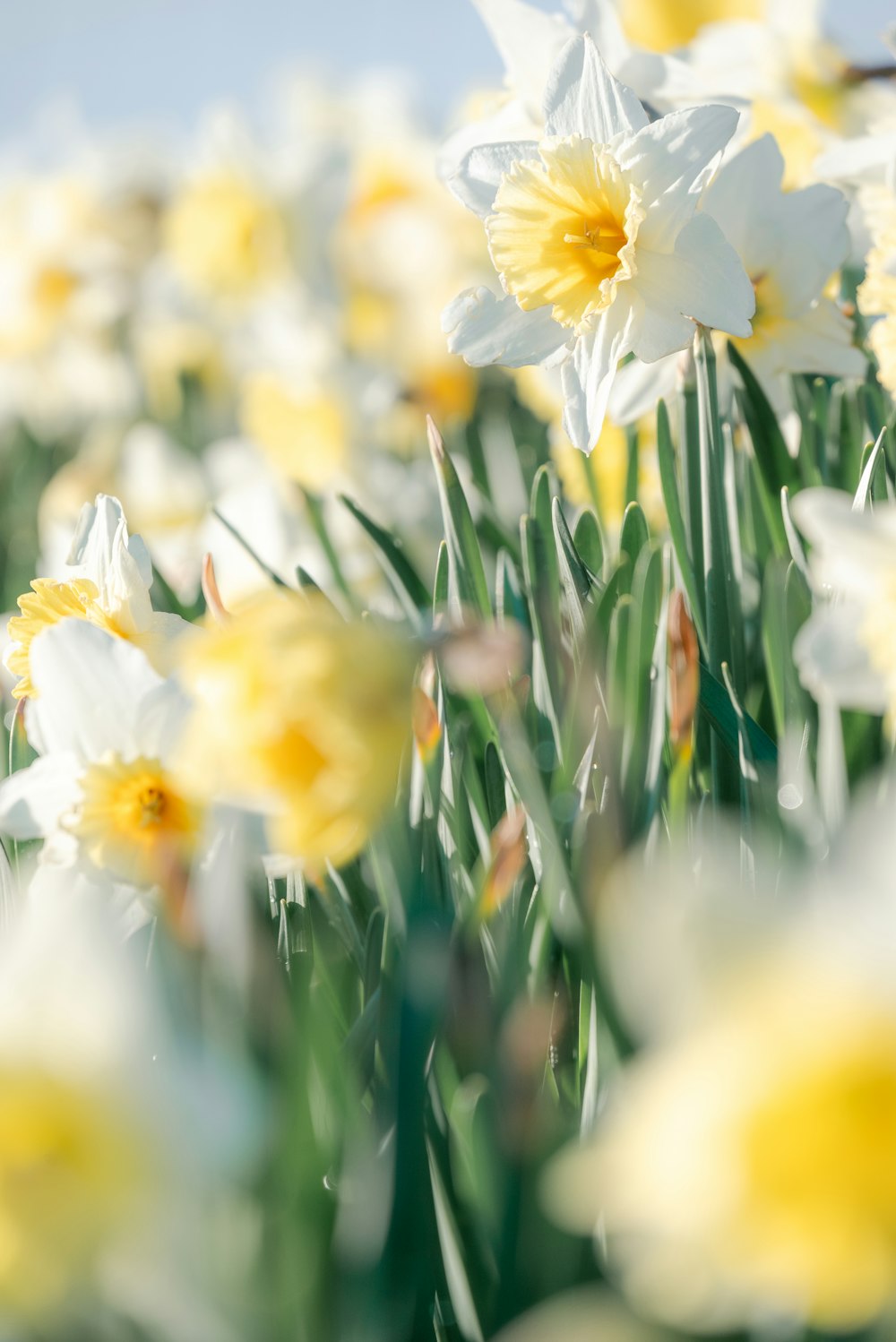 a bunch of white and yellow flowers in a field