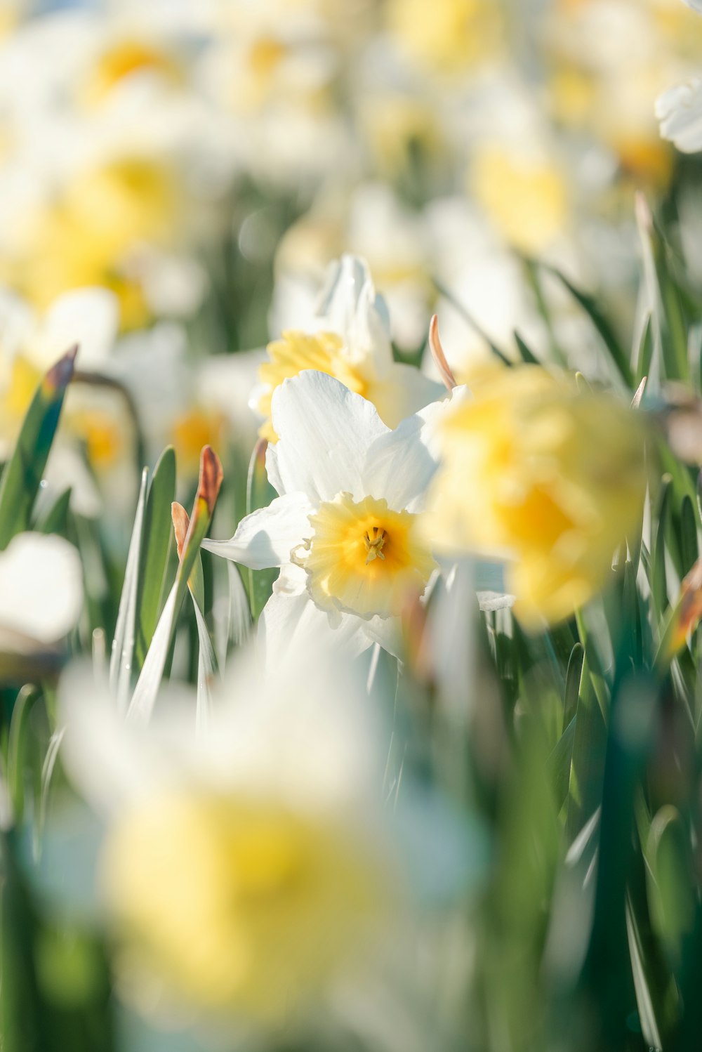 a field full of white and yellow flowers