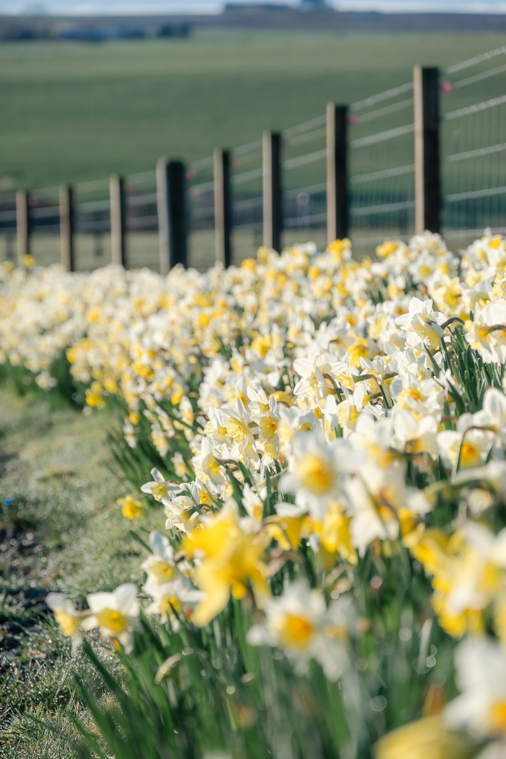 a field full of yellow and white flowers