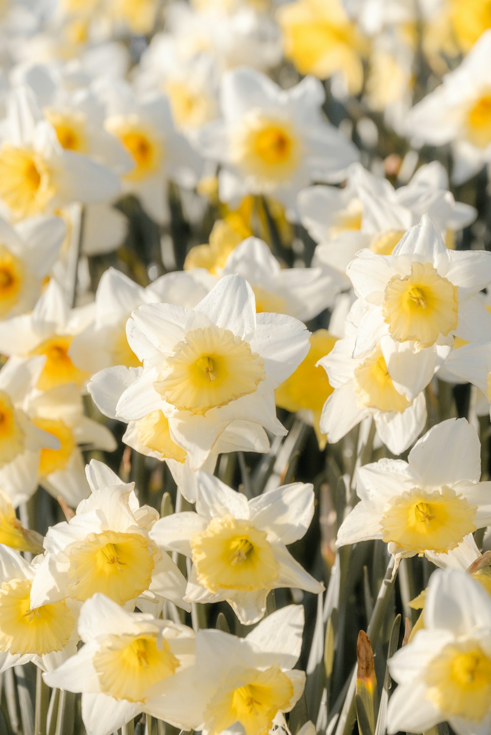 a field full of white and yellow flowers