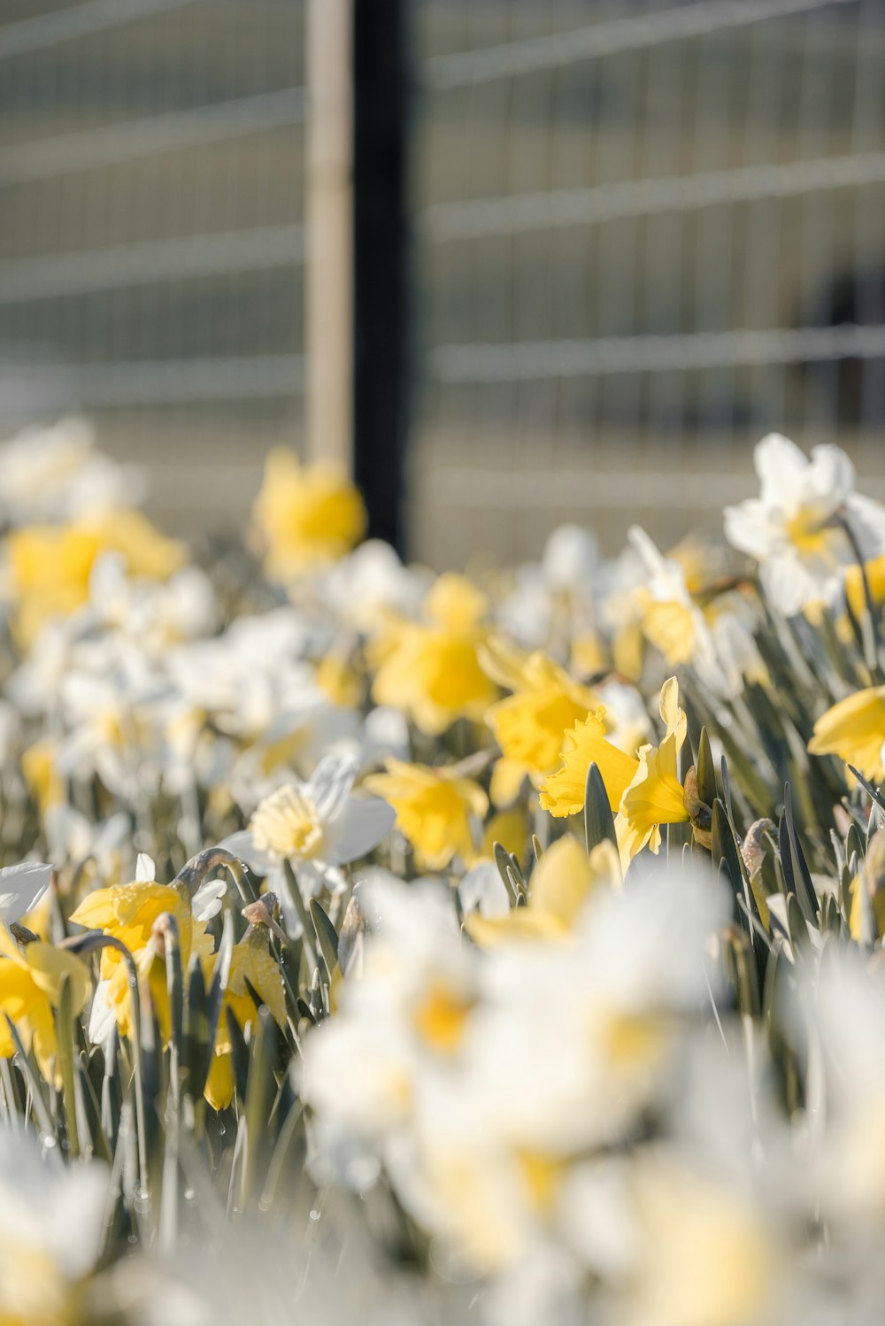 a field of yellow and white daffodils