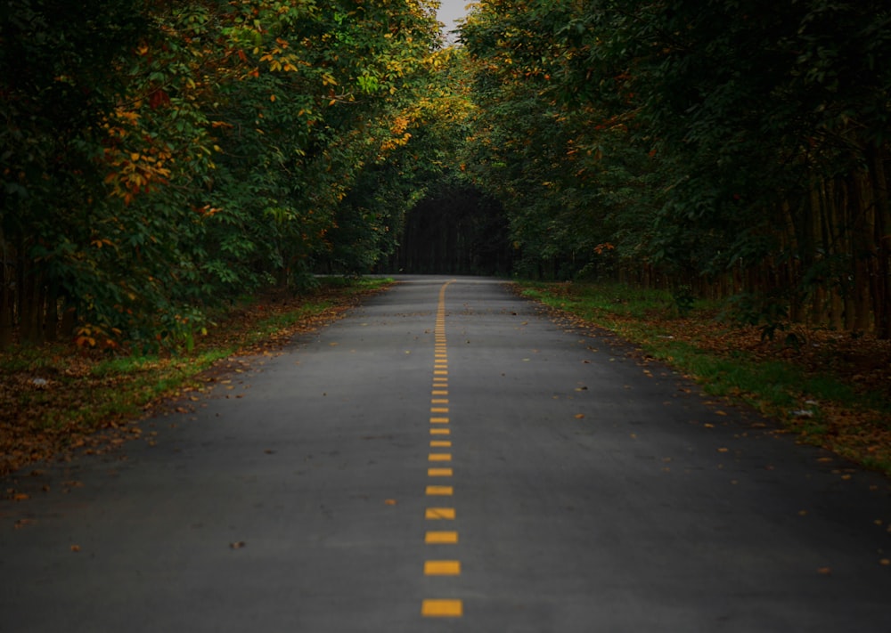 an empty road surrounded by trees and leaves