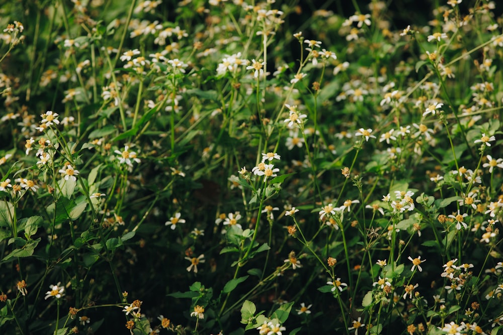 a bunch of flowers that are in the grass