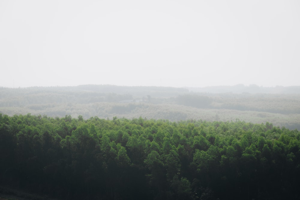 a field of trees with a foggy sky in the background