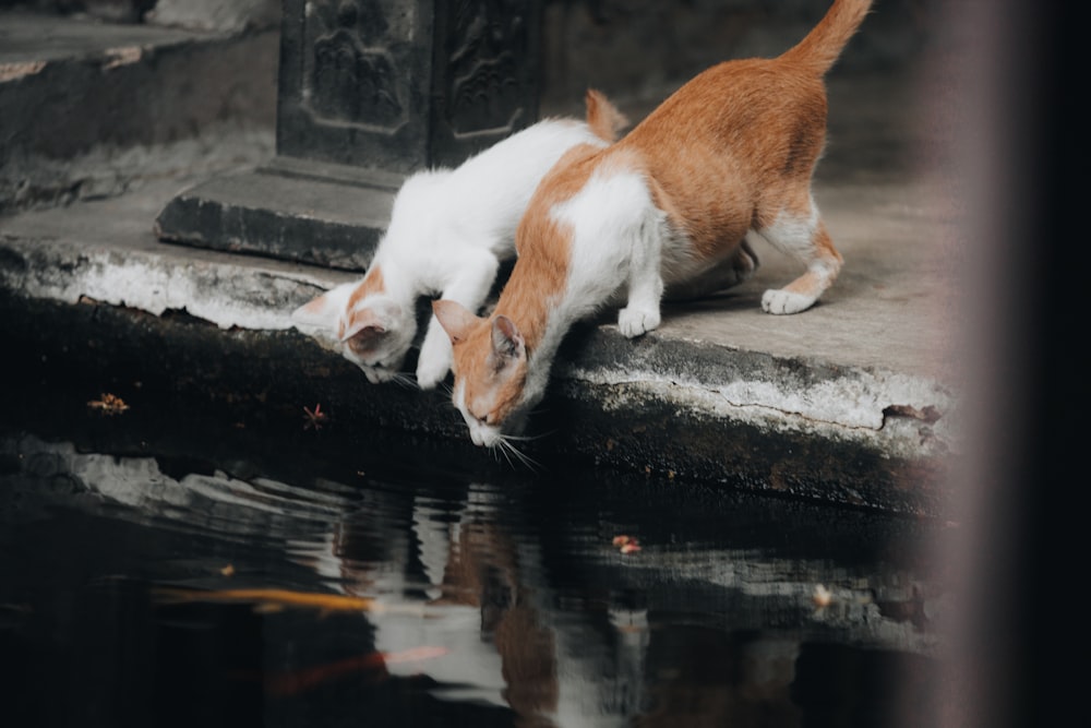 an orange and white cat drinking water from a pond