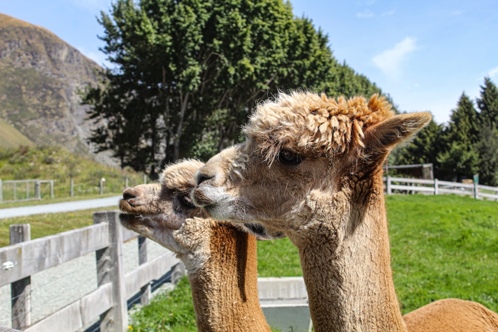 a couple of llama standing next to each other on a lush green field