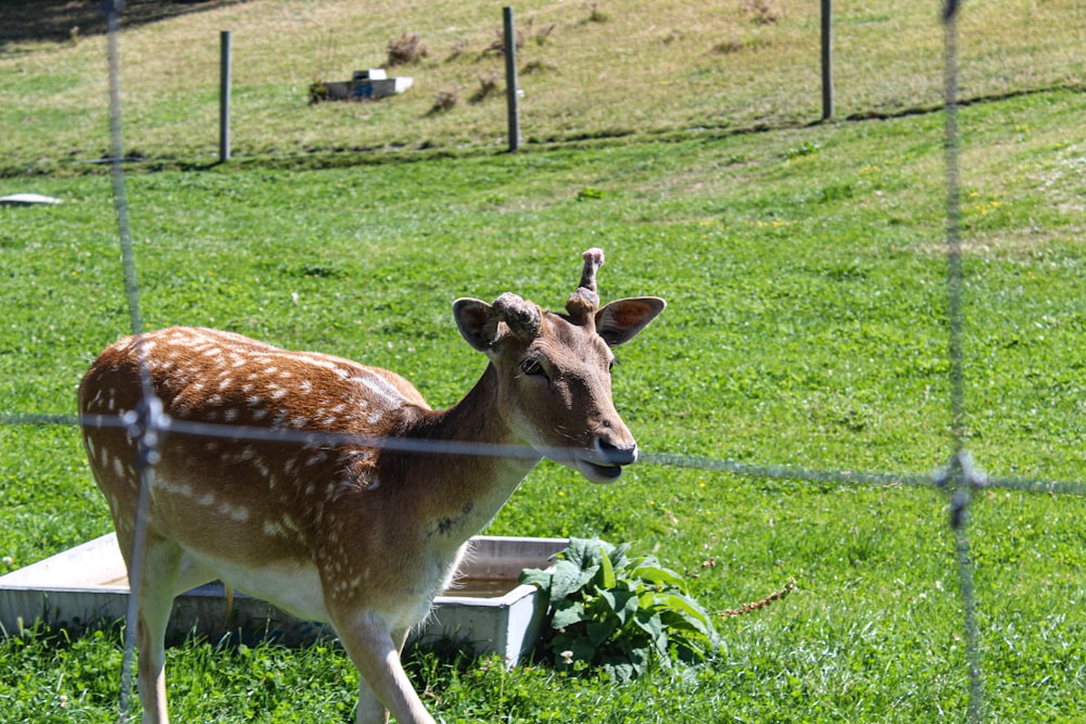 a deer standing in a field behind a fence