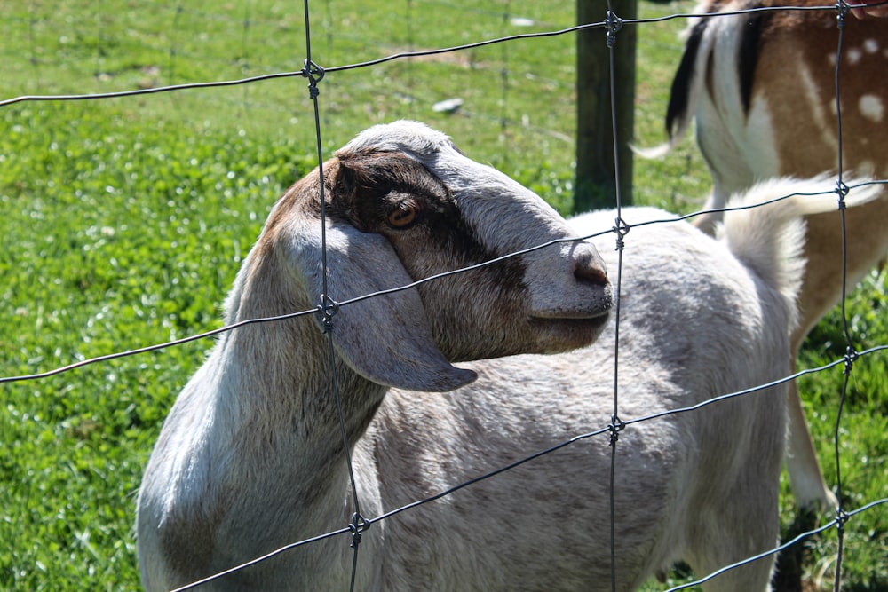 a goat is looking through a wire fence