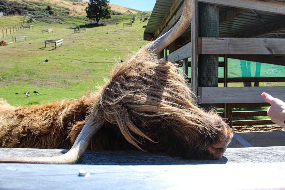 a yak is laying down on the ground
