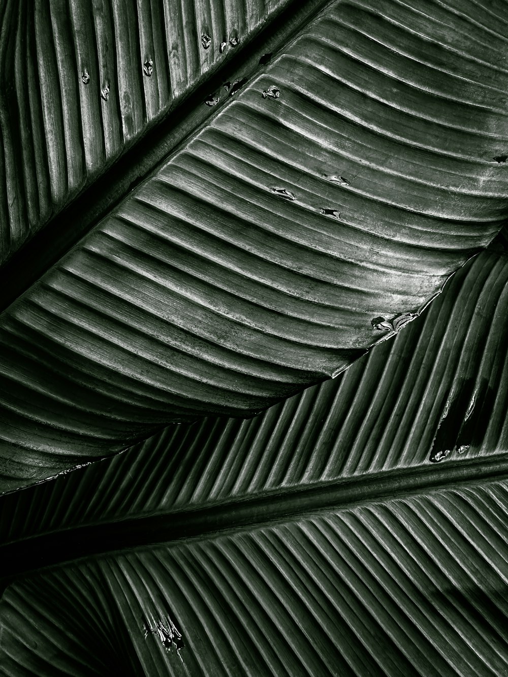 a black and white photo of a banana leaf