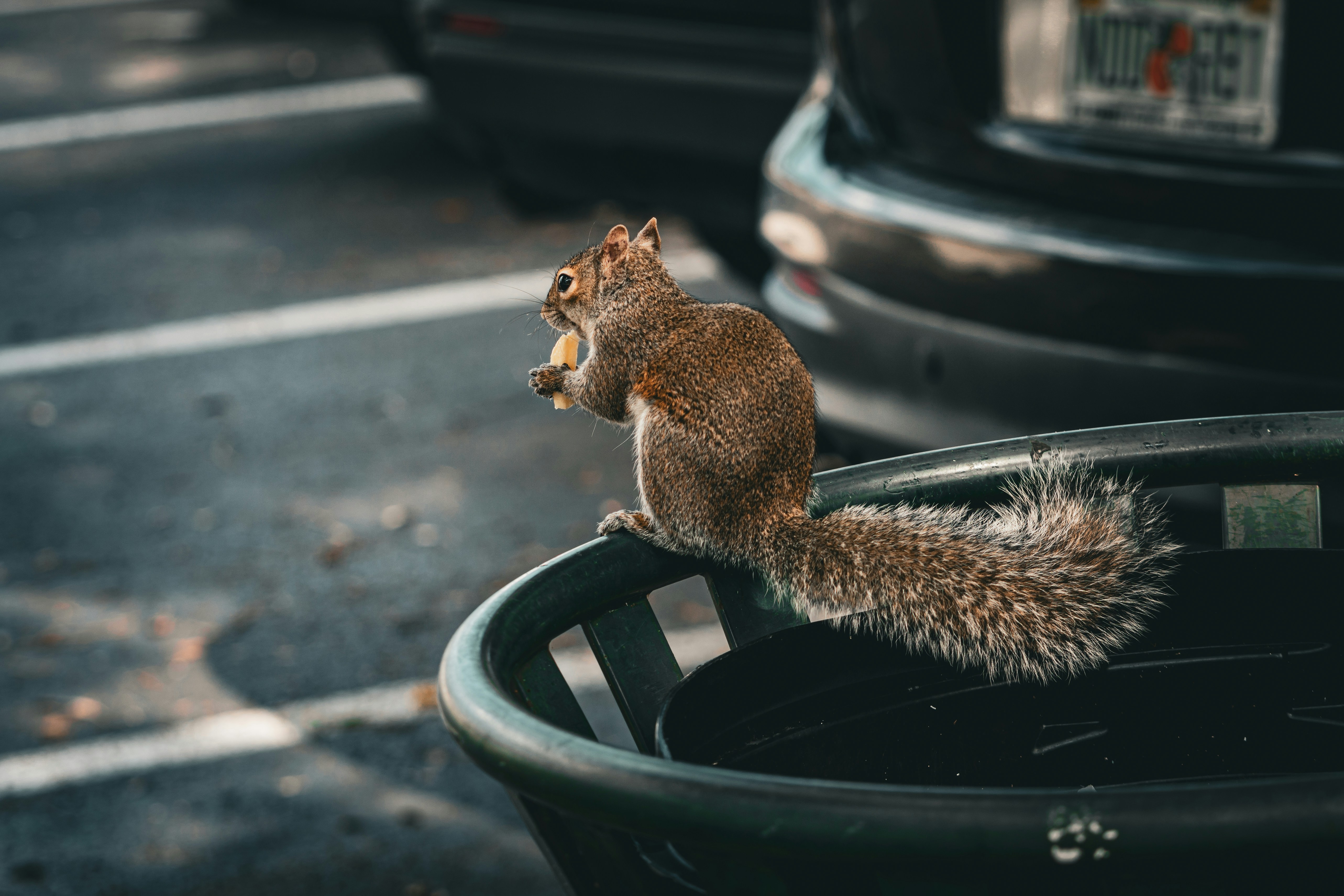 a squirrel sitting on top of a trash can