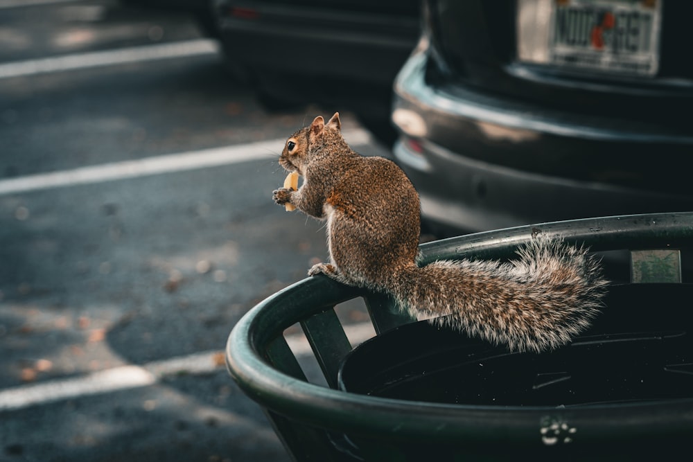 ein Eichhörnchen sitzt auf einem Mülleimer